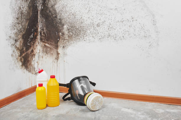 Mold Removal and Inspection in Mount Shasta, CA