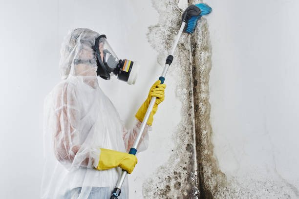 Best Emergency Mold Removal  in Mount Shasta, CA