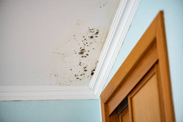 Best Water Damage Restoration  in Mount Shasta, CA