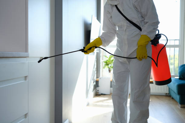 Best Fast Mold Removal  in Mount Shasta, CA