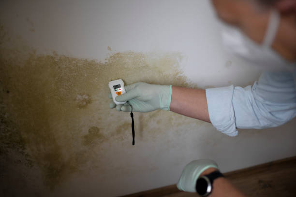 Certified Mold Removal in Mount Shasta, CA