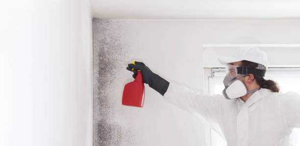 Best Fast Mold Removal  in Mount Shasta, CA
