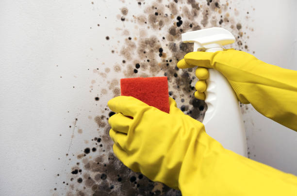 Best Affordable Mold Removal  in Mount Shasta, CA
