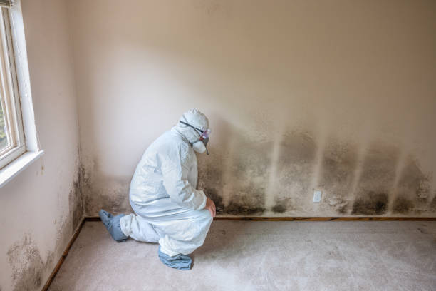 Best Local Mold Removal Service  in Mount Shasta, CA