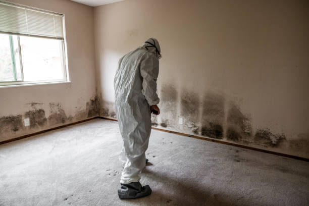 Best Home Mold Removal  in Mount Shasta, CA