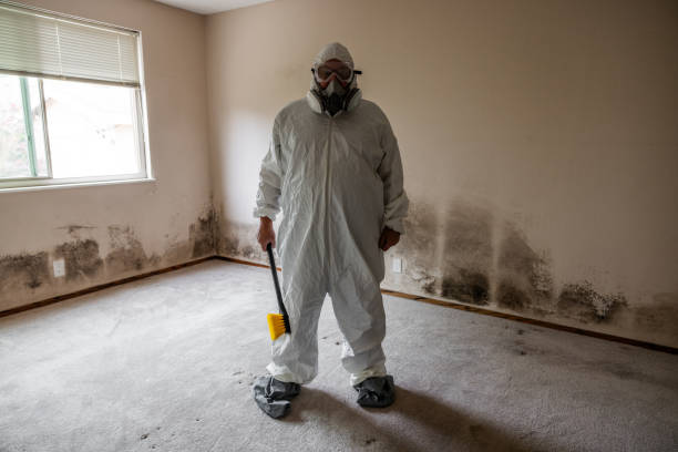 Best Mold Removal Company Near Me  in Mount Shasta, CA