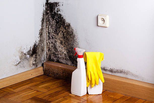 Best Office Mold Removal Services  in Mount Shasta, CA