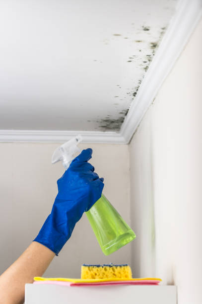 Best Attic Mold Removal  in Mount Shasta, CA